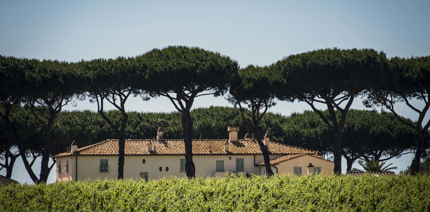 Tenuta Guado AL Tasso